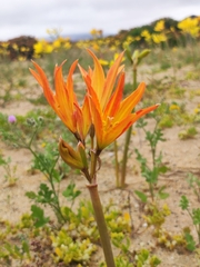 Zephyranthes bagnoldii
