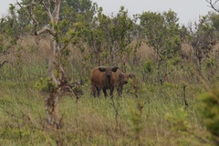 Syncerus caffer nanus