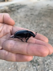 Blaps lusitanica