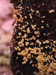 Trichoderma gelatinosum