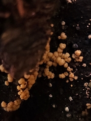 Trichoderma gelatinosum