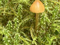 Galerina paludosa
