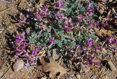 Astragalus leucolobus