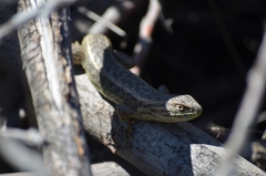 Liolaemus chiliensis