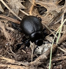 Timarcha goettingensis