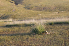 Stipa splendens