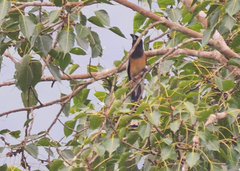 Dendrocitta vagabunda
