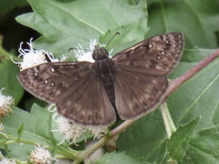 Erynnis horatius