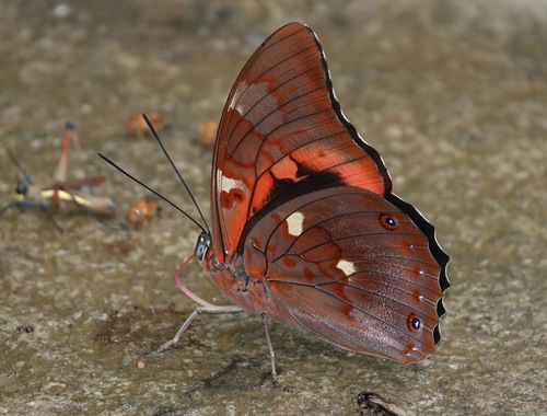 Prepona praeneste