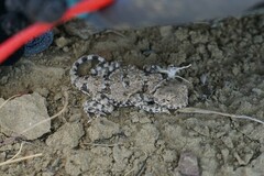 Phrynocephalus helioscopus