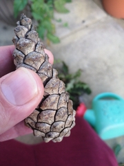 Pinus nigra
