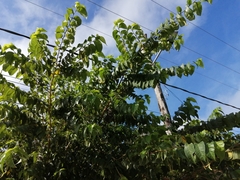 Maclura tinctoria