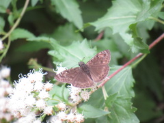 Erynnis horatius