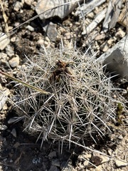 Coryphantha sulcata
