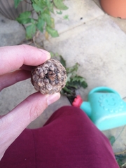Pinus nigra