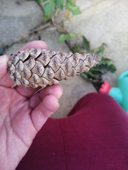 Pinus nigra