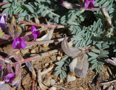 Astragalus leucolobus