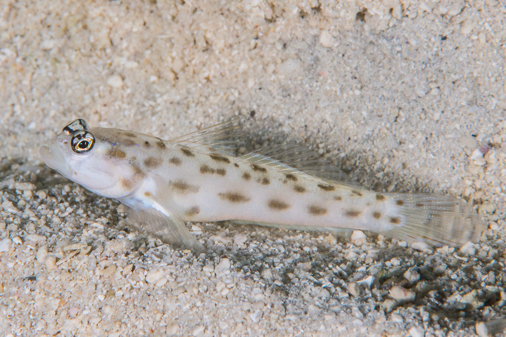 Fierce Shrimpgoby