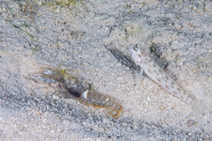 Ctenogobiops feroculus