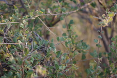 Spiraea aquilegifolia