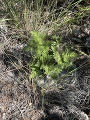 Cheilanthes leucopoda