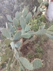 Opuntia elatior