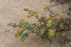 Acmispon dendroideus