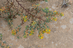 Acmispon dendroideus