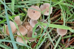 Mycena capillaripes