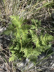 Cheilanthes leucopoda