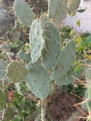 Opuntia elatior