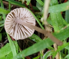 Mycena capillaripes
