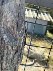 Diapheromera femorata