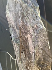 Diapheromera femorata