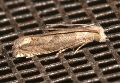 Epiblema minutana