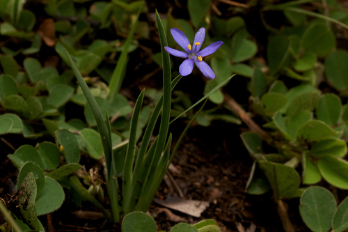 Aristea abyssinica image