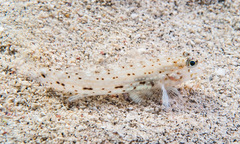 Istigobius decoratus