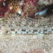 Decorated Sandgoby - Photo (c) Francois Libert, some rights reserved (CC BY-NC), uploaded by Francois Libert