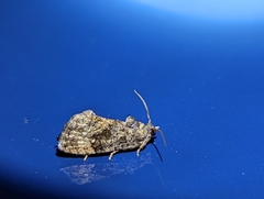 Gymnandrosoma punctidiscanum