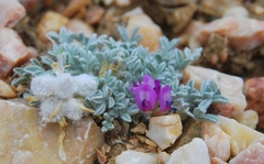 Astragalus purshii lectulus