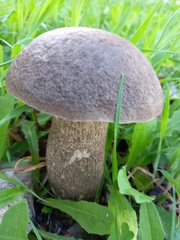 Leccinum duriusculum