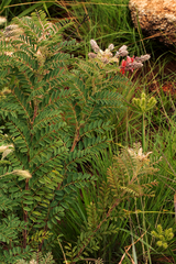 Indigofera cecilii image