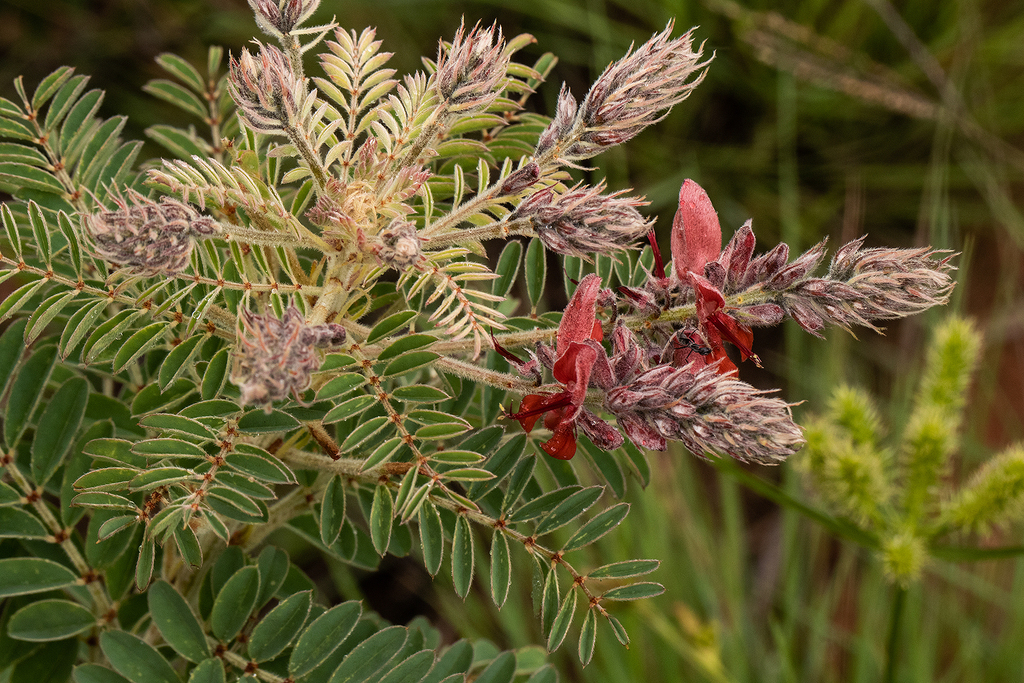 Indigofereae