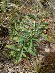 Thermopsis lanceolata