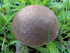 Leccinum duriusculum