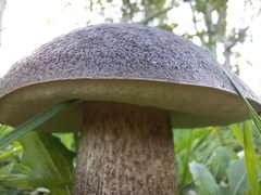 Leccinum duriusculum
