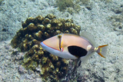 Blackbelly Triggerfish photo 4