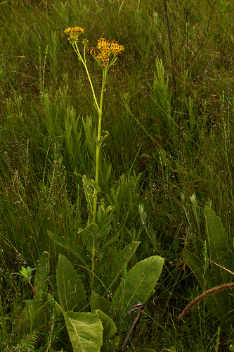 Inula paniculata image