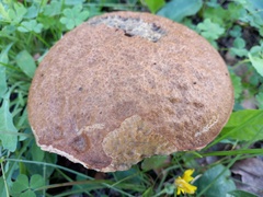 Leccinum duriusculum