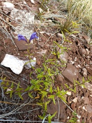 Dracocephalum peregrinum